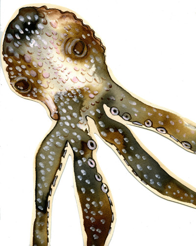 octo_rectangle_400x