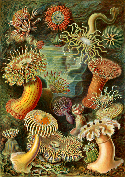 Ernst Haeckel: Actinae: Seeanemonen