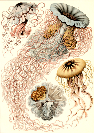 Ernst Haeckel: Discomdusae