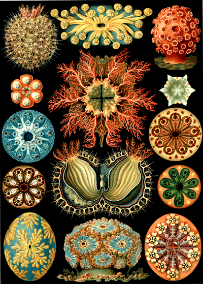 Ernst Haeckel: Art Forms in Nature: Seescheiden